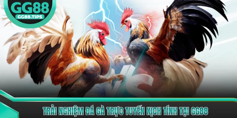 Trải nghiệm đá gà trực tuyến kịch tính tại GG88
